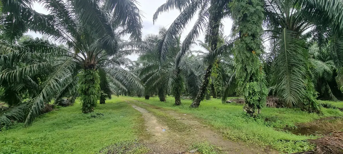 Shah Alam, Selangor 2